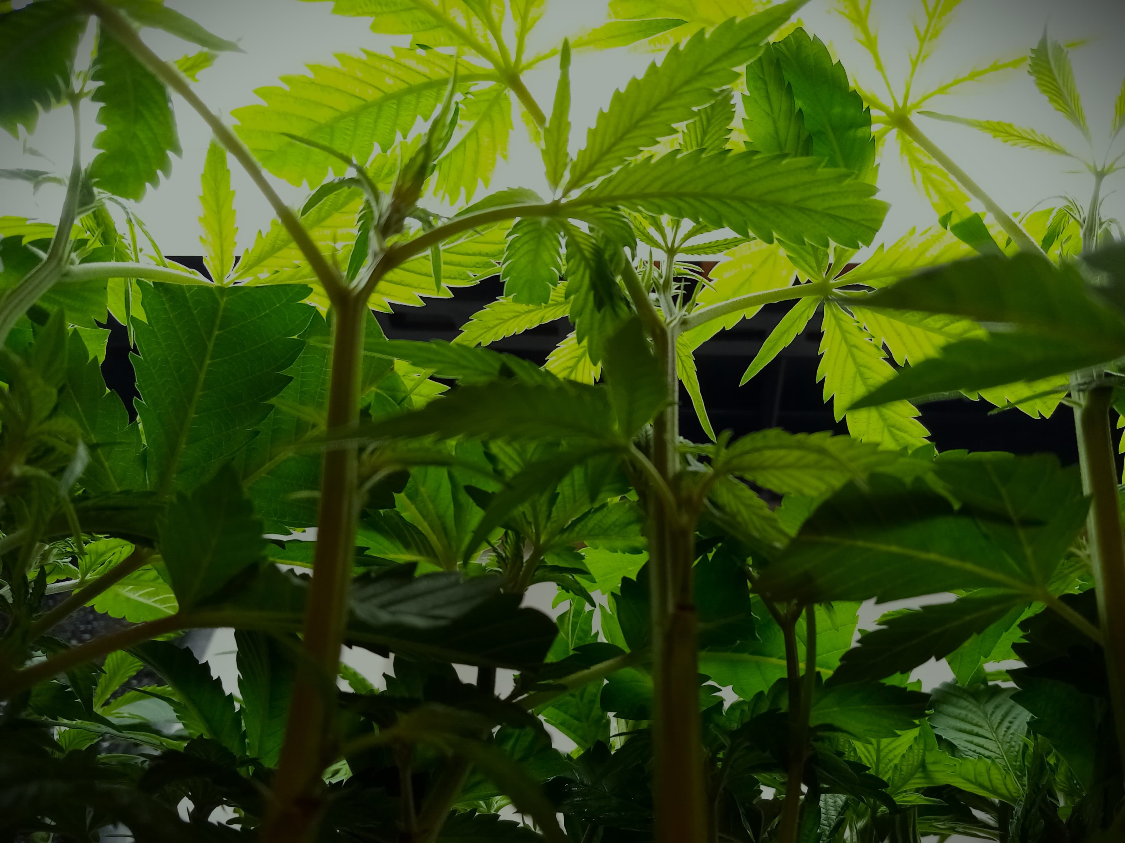 Plantitlan